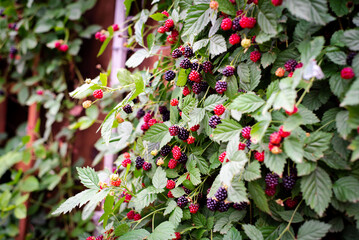 Vertical wooden fence trellis holds load of ripe blackberries fruit hanging on vine branch lush green leaves at vertical growing backyard garden Dallas, Texas, USA © trongnguyen