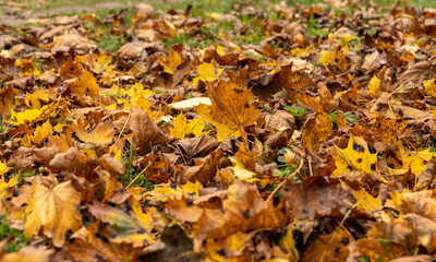 Orange maple foliage after wind and leaf fall