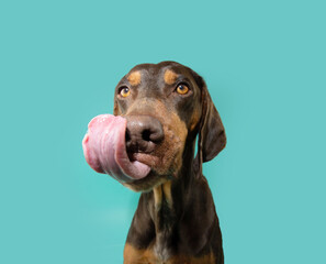 Hungry vizsla puppy dog licking its lips with tongue on summer or spring season. Isolated on blue...