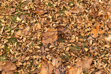 Orange maple foliage after wind and leaf fall