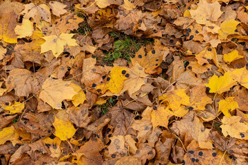 Orange maple foliage lies on the ground