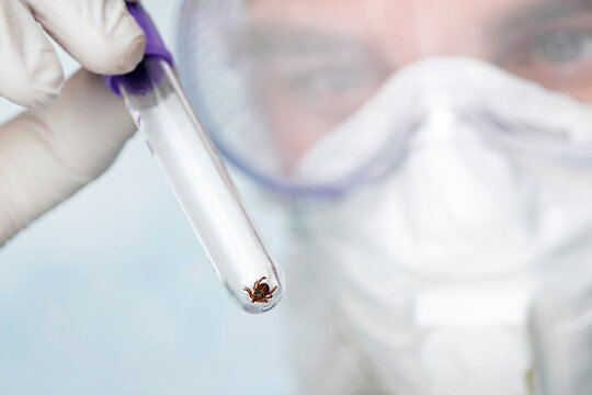 dangerous blood-sucking insect. small brown spotted mite, biological name Dermacentor marginatus on in a medical test tube. The scientist studies insects that transmit dangerous diseases and viruses