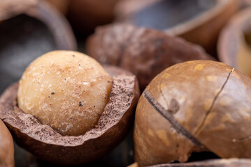 A bunch of ripe macadamia nuts in a hard shell