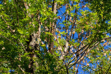 Fototapeta premium Brightly illuminated by sunlight foliage of trees in the spring season