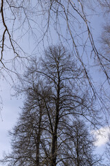Fototapeta na wymiar Bare trees in sunny spring weather, bare deciduous trees