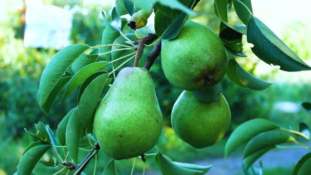 Green large pears hang on a tree branch among the green leaves in the garden. Ripening of pear crops. Growing fruit in the garden. Vitamin dessert to the table