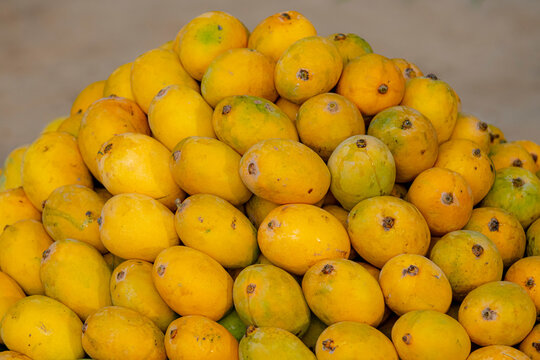 best sweet yellow ripped mangoes  in the fruit market , yellow sweet mangoes in bulk