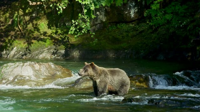 A wild bear stands in the water, sniffing around with its nose. Alaska's Summer: A Trio of Scenery Featuring Salmon, Brown Bears, and Rivers.