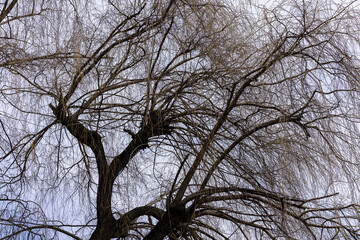 bare willow trees in the spring season in the park