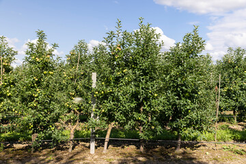 Apple orchard with a mature harvest of green apples