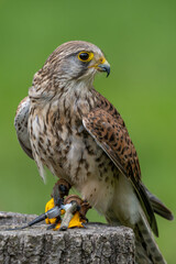Falke vor grünen Hintergrund mit Blick zur Seite auf einem Holzstamm