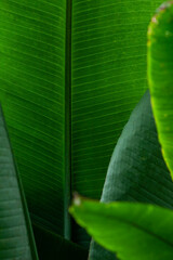 Tropical leaf close up,background,sterlitzia nicolai