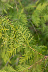 the beginning of spring in the park with coniferous trees