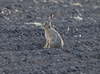 Rabbit on the ground watching me.