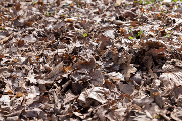 foliage that fell to the ground during leaf fall