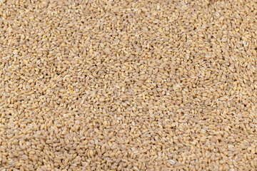 Cheap tasteless barley porridge close-up