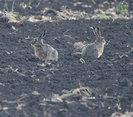 Two rabbits in the field posing for me.