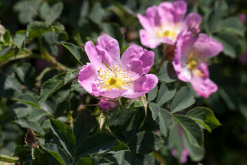 pink rosehip flowers during flowering, wild rose