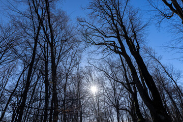 deciduous trees in the park in the early spring season