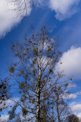 Tall birch trees in early spring without foliage