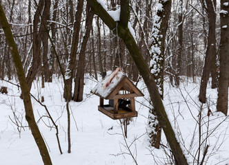 one tit in the winter season, a lonely bird