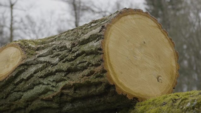Jagged bark and moss covered freshly cut logs lay on side in forest