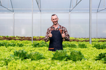 Agribusiness farmer and hydroponic farming concept, Man showing thumb up gesture after inspecting quantity and quality of salad vegetables before harvesting salad hydroponics vegetables in greenhouse