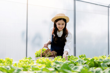 Agribusiness farmer and hydroponic farming concept, Woman inspec