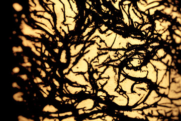 tree roots on brown water background.  bottom view