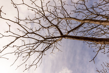 Tall deciduous trees in early spring without foliage