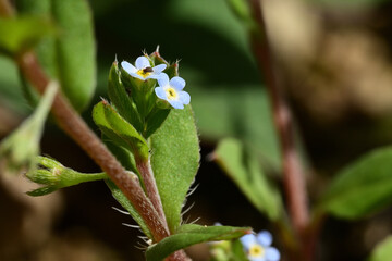 Obraz premium KYUURIGUSA is a common weed in Japan. It has very small blue flowers. The diameter of the flower is only 2-3mm. 