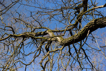 the tops of various deciduous trees in the spring season