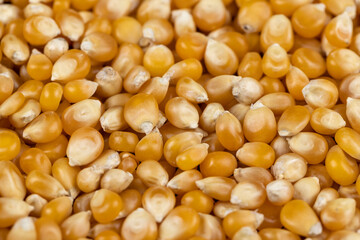 dry corn for cooking and popcorn