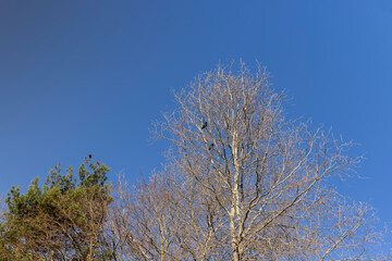 Bare trees in early spring in sunny clear weather