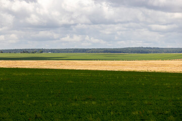 Green grass growing in the field in the summer