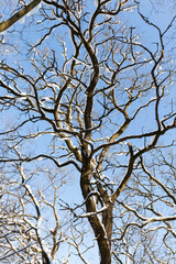 snow-covered bare deciduous trees in winter