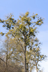 Trees covered with the mistletoe parasite in early spring