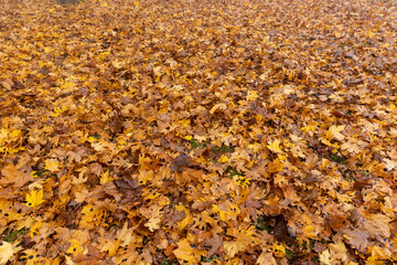 cloudy weather in late autumn with yellowed fallen leaves