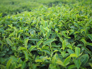  at an organic mountain farm in northern Thailand. Camellia sinensis is a plant that brings leaves and young shoots to produce Chinese tea. background image of tea leaves 
