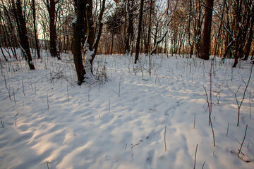 Snow-covered trees in winter, deciduous trees