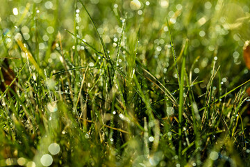 Green grass covered with water drops in the autumn season