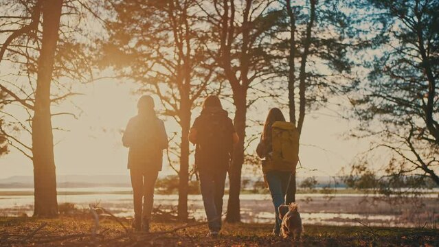 hike group walk forest park. teamwork journey travel concept. group of tourists in the forest rear view with backpacks at sunset in lifestyle the park. hiker walk adventure business concept