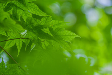 新緑のモミジ