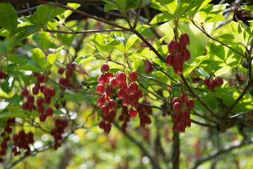 blooming flowers of Enkianthus cernuus f. rubens 6