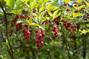 blooming flowers of Enkianthus cernuus f. rubens 3