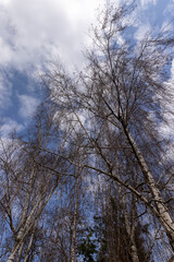Fototapeta na wymiar tall old birch during flowering and without foliage