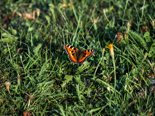 Orange-brown butterfly urticaria on green grass
