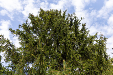 some of the trees ate in the spring season in cloudy weather