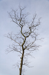 Dead Tree at Patuxent Wildlife Research Center