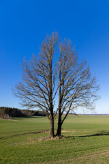 A lonely growing tree in a field, blue sky